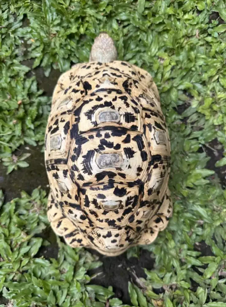 PARDALIS 26cm Jantan SNOW