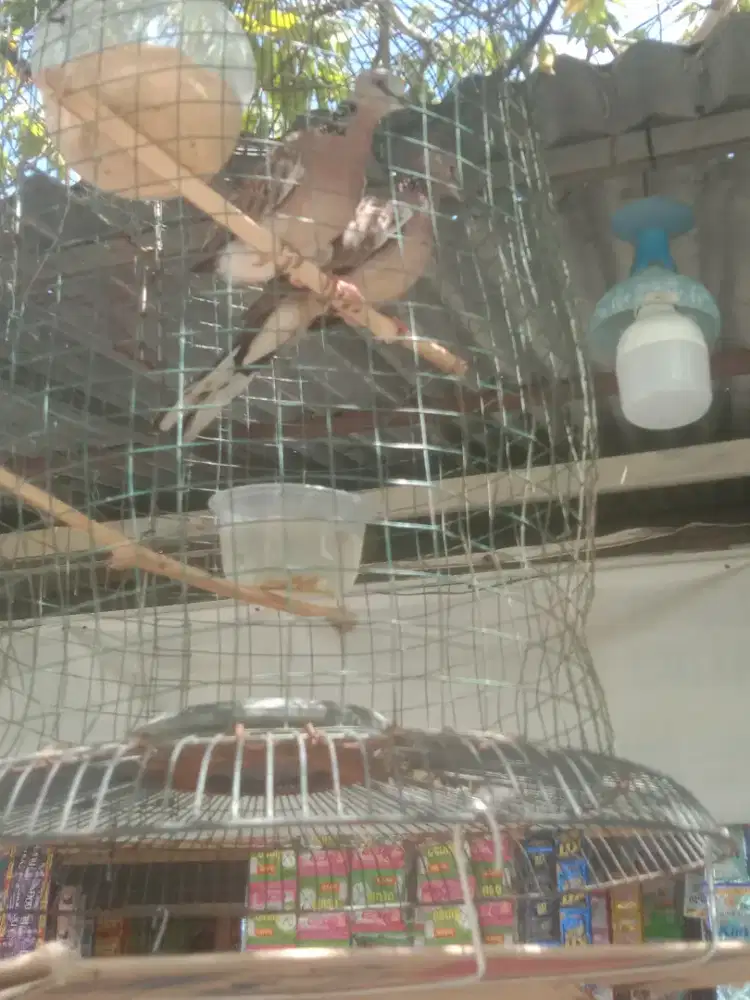 JUAL SEPASANG TEKUKUR DGN SANGKAR NYA.