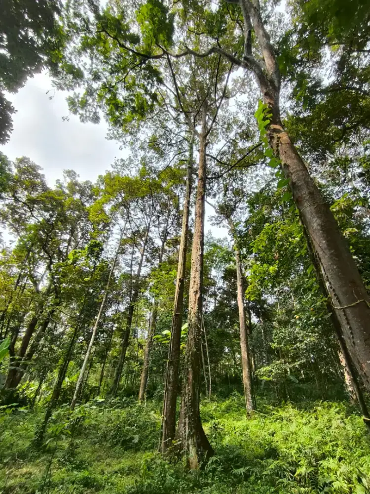 Jual cepat Tanah kebun durian siap panen luas 1500meter kota semarang