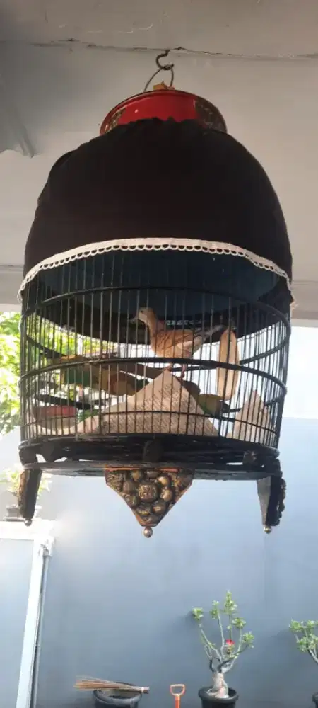 Burung Perkutut Lokal manggung ngoar semaunya pulset nego