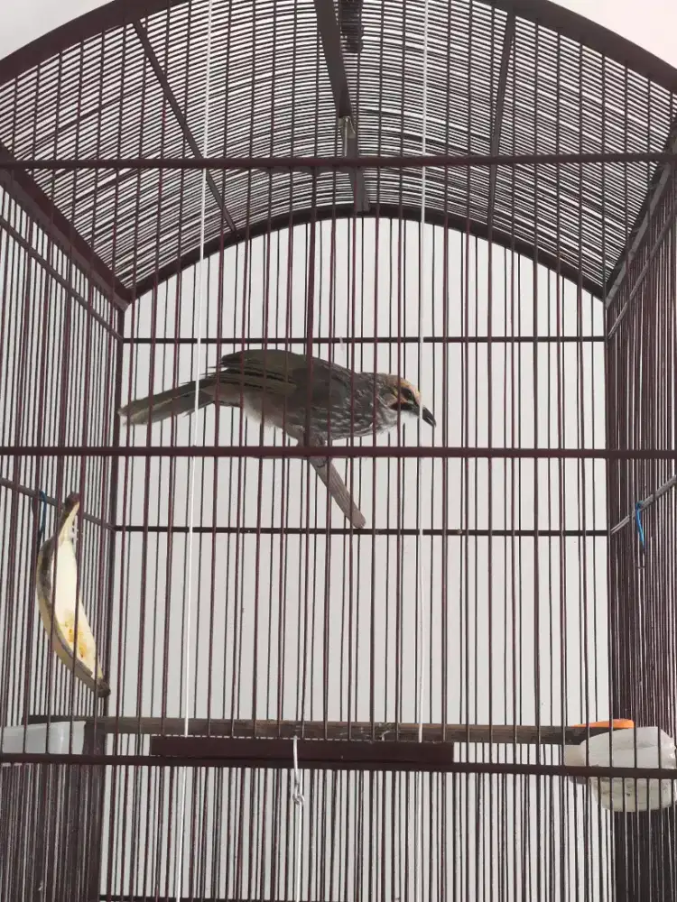 Cucakrowo rawatan lama