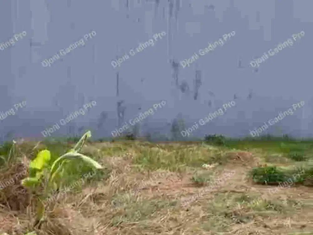 Disewakan Kavling di Sunter Papanggo lingkungan asri