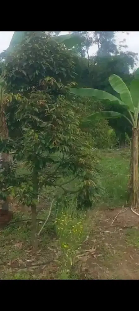 Jual kebun durian ada 80 pohon lokasi colomadu hrg 1,7jt/m nego