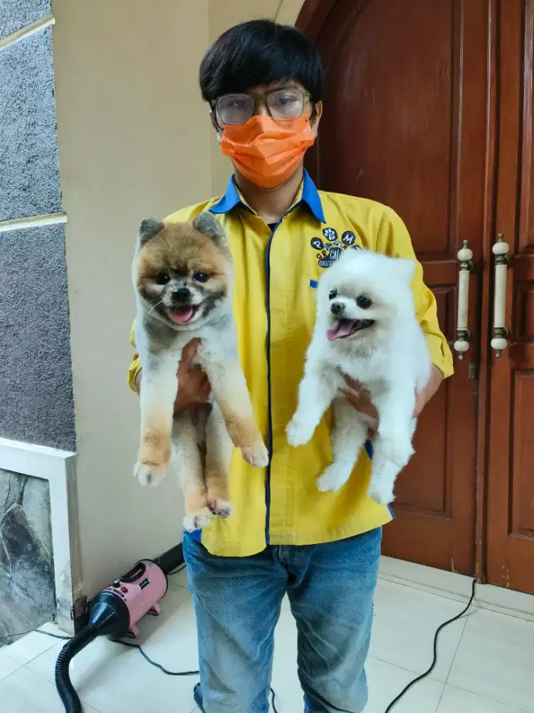 Jasa salon anjing bogor