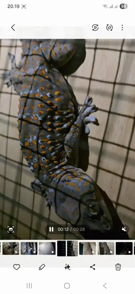 TR panjan 42 cm jinak