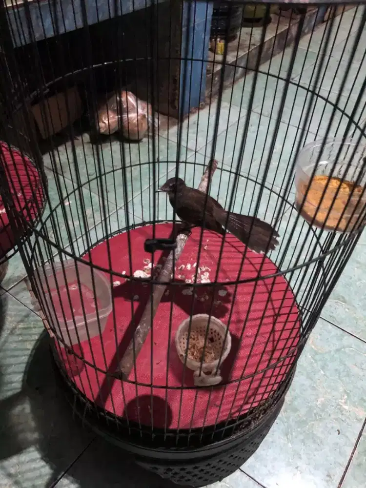 Burung masteran harian bunyi semaunya enak lantang