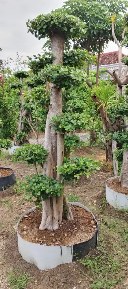 Bonsai taman dan pohon perindang