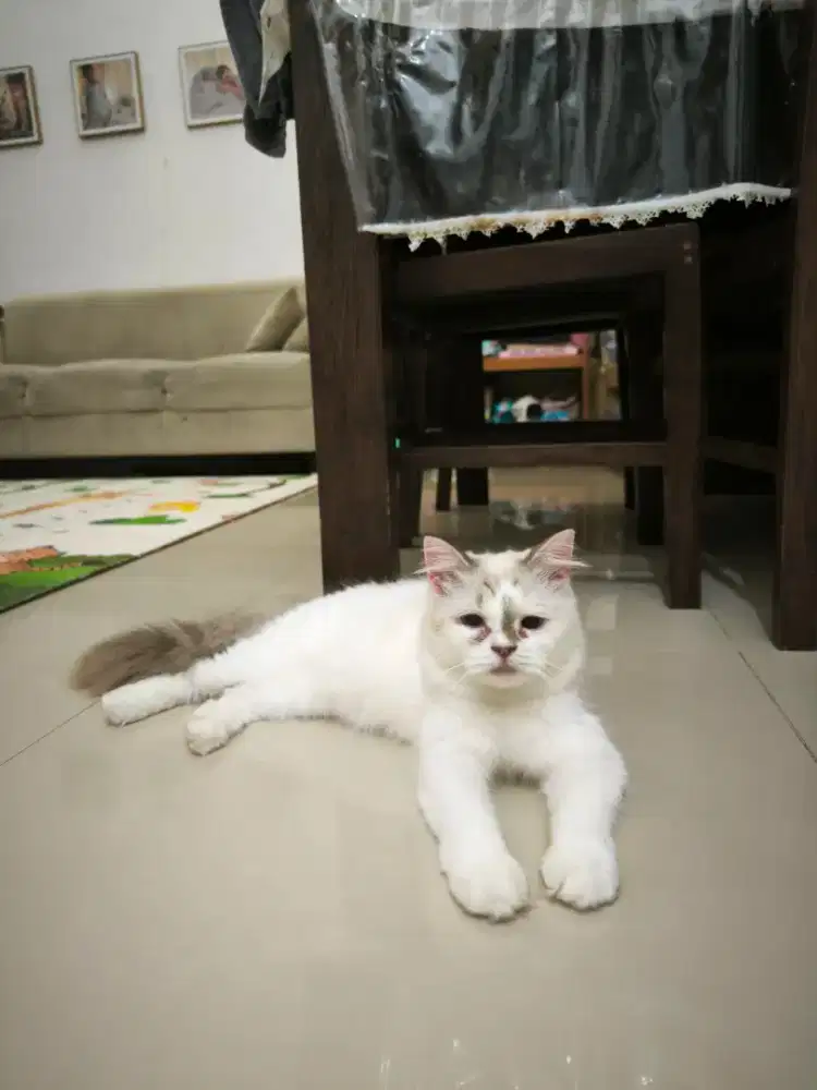 Kucing Persia medium