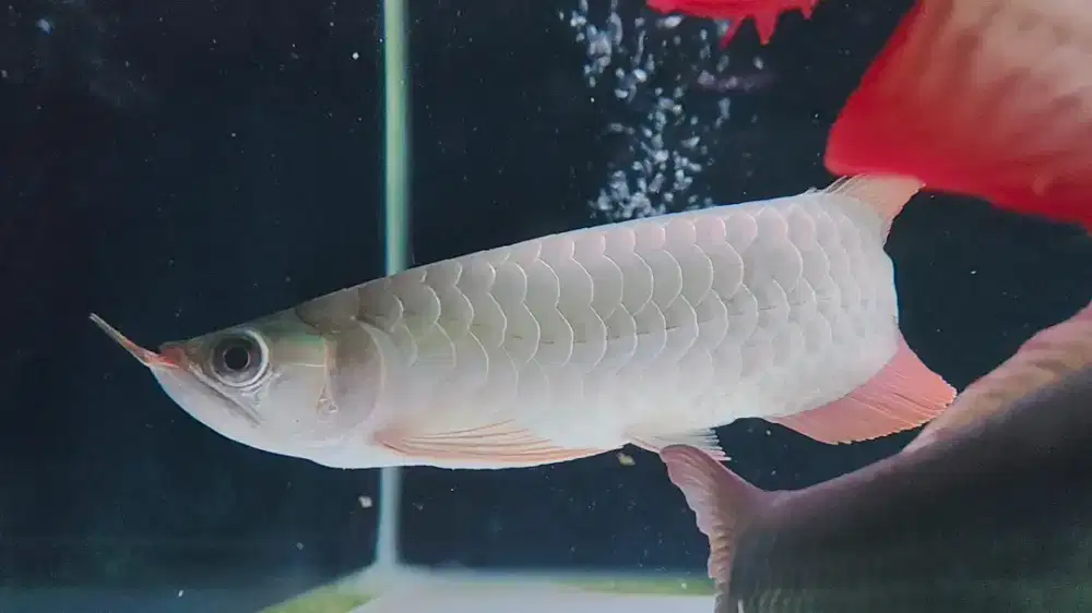 Arwana super red 20cm fullset sama sertifikat ya COD bandung