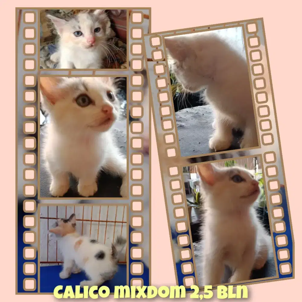 Kitten Calico 3 bulan