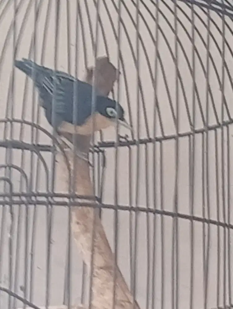 Burung rambatan  doremon