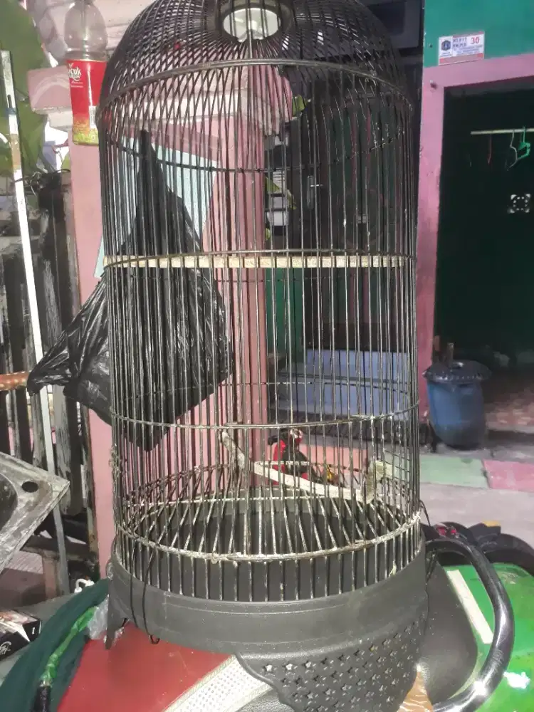 kandang besi lovebird