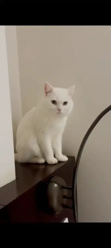 BSH WHITE SOLID JANTAN JAGO KIMPOY