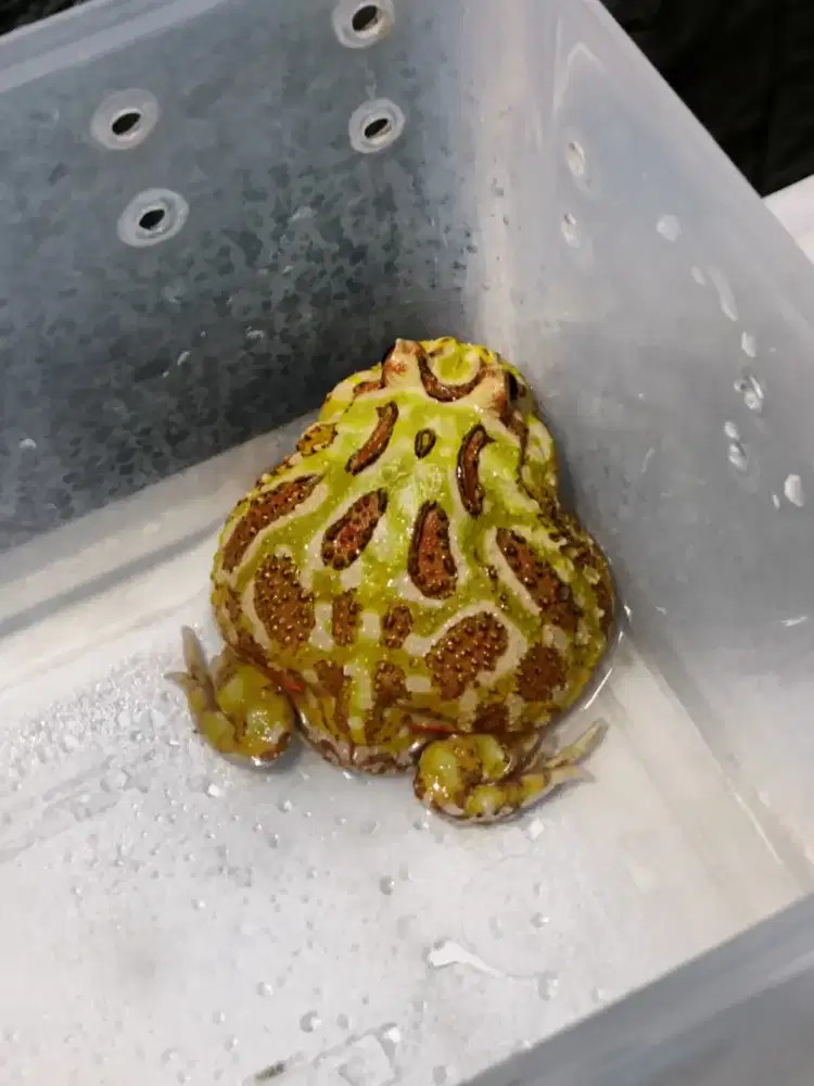 Kodok pacman (ceratophrys cranwelli) borong 5ekor harga khusus