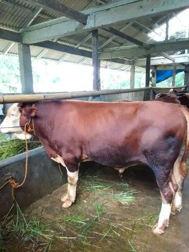 tabungan sapi limosin 500kiloan 5 jt/bln 7x siap hewan qurban 2026 top