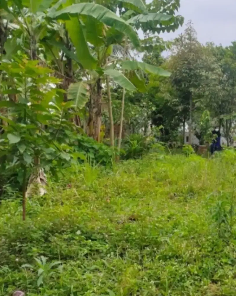 Tanah luas dijual , bisa untuk kebun