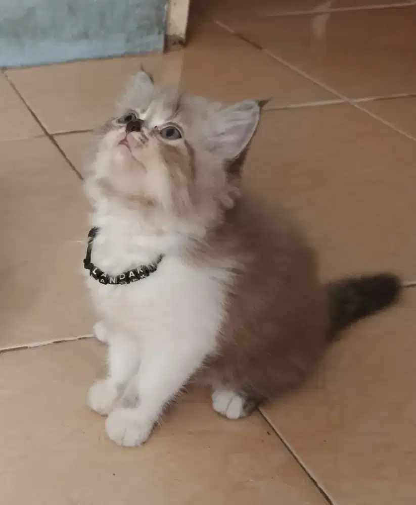 Kitten persia imoet 3