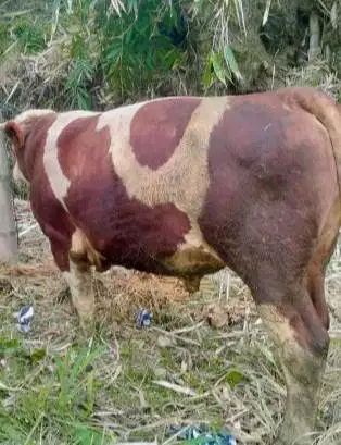 sapi limosin 500kiloan siap sapi qurban 2026 timbang riil bisa dicicil