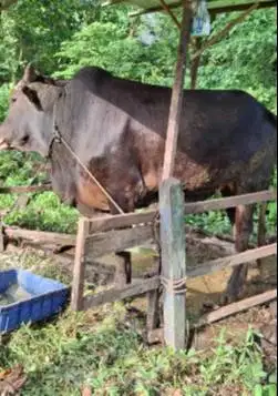 tabungan 5jt/bln 7x sapi limosin 500kiloan siap sapi qurban 2026 puas
