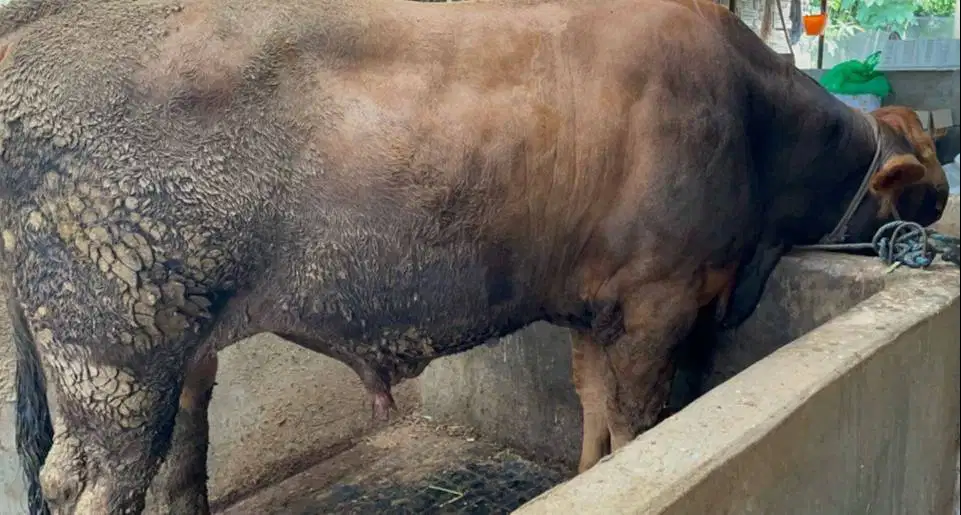 tabungan 5jt/bln 7x sapi limosin 500kiloan siap hewan qurban 2026 puas