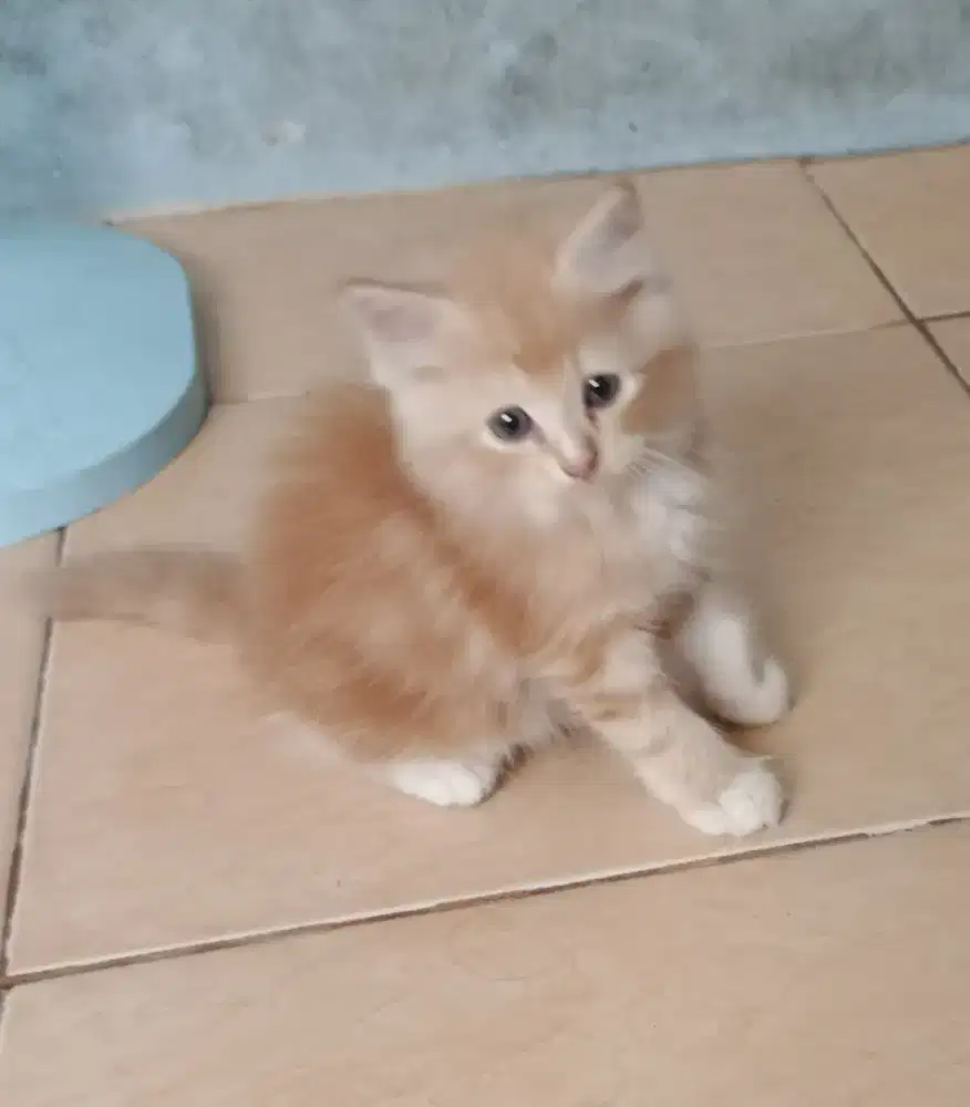 Kitten persia imoet 2