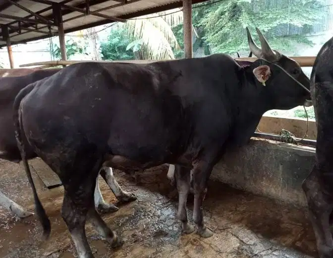 tabungan qurban 5jt/bln 7x sapi limosin 500kiloan layak kurban 2026 ok