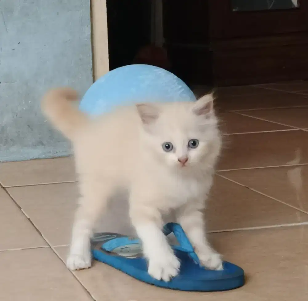 Kitten persia imoet 1