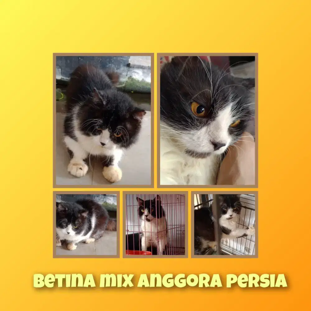 Mixdom bigbone betina anggora persia