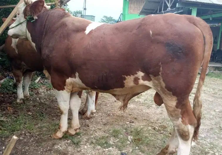 sapi limosin kurban 500kiloan timbang riil siap qurban 2026 bisa cicil