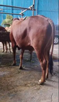 cicilan 5jt/bln 7x sapi limosin kurban 500kiloan timbang riil rawatan