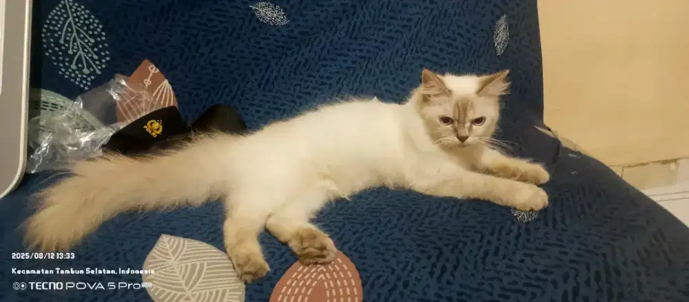 KUCING HIMALAYA BETINA LONGHAIR