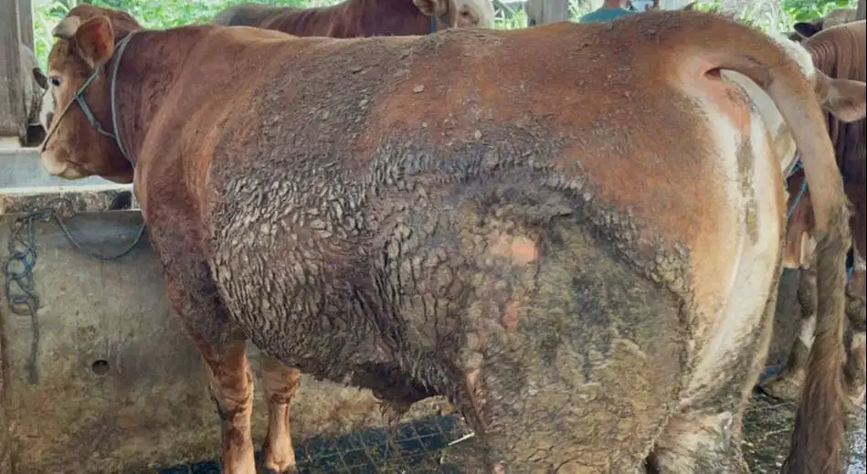 cicilan sapi kurban 500kiloan 5jt/bln 7x timbang riil rawatan manteb