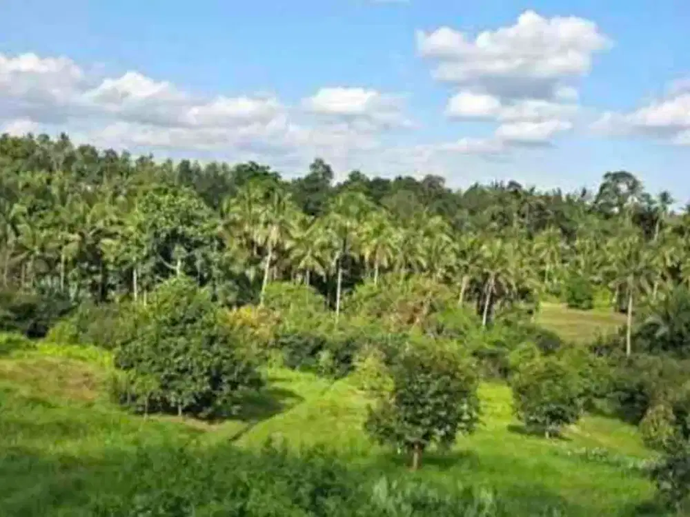 jual tanah kebun baturiti juwuk legi dekat bedugul