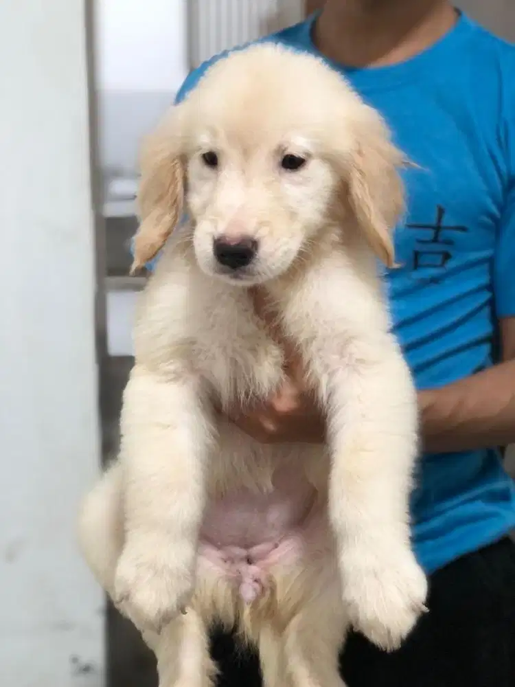 Borongan Anakan Golden Retriever