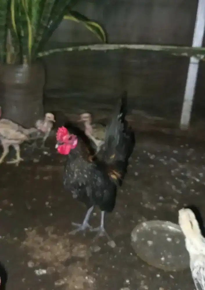 Ayam Serama Sepasang