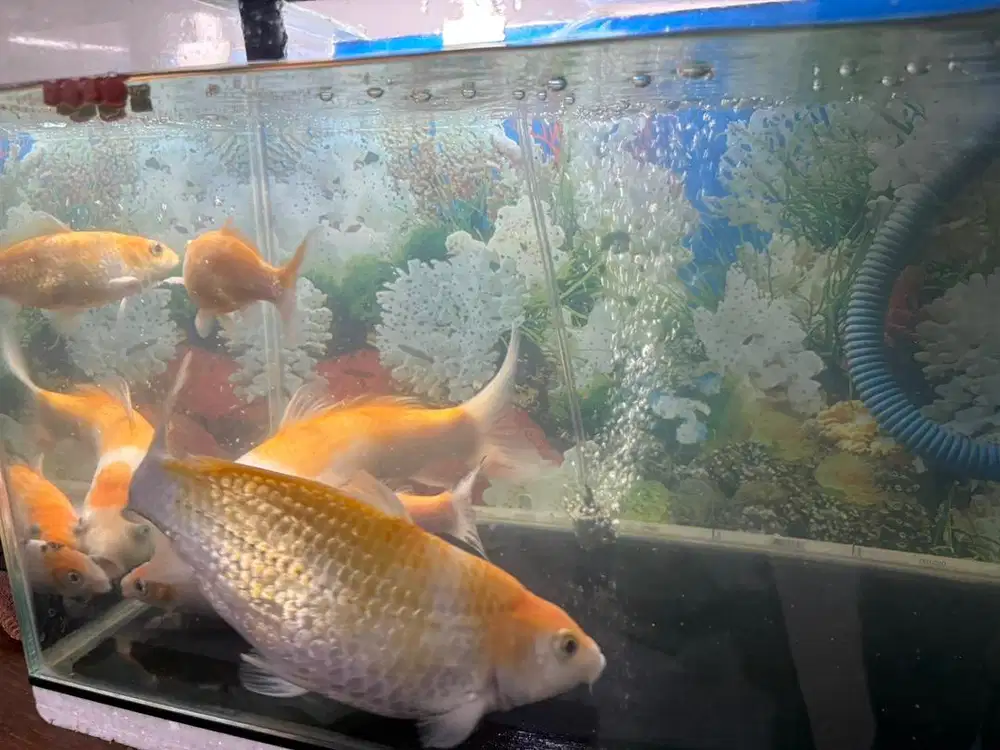 Dijual Aquarium dan Ikan Mas Koi