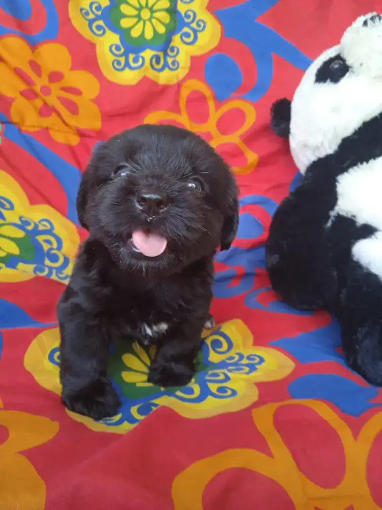 #puppy labrador non stambum warna hitam