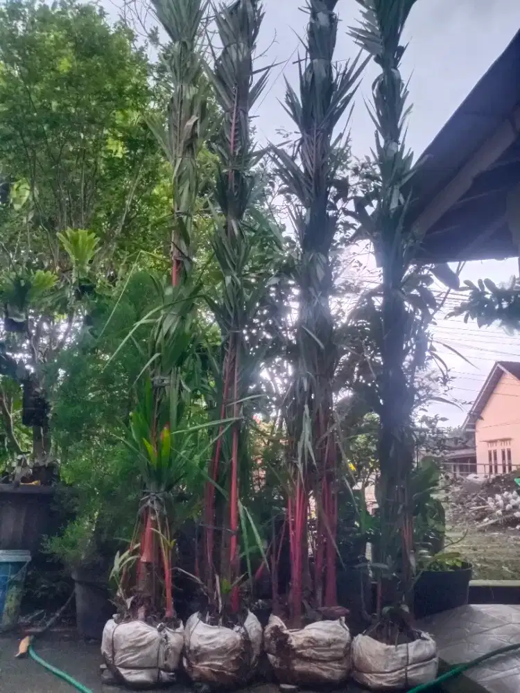 Palem merah tinggi 3.5mtr