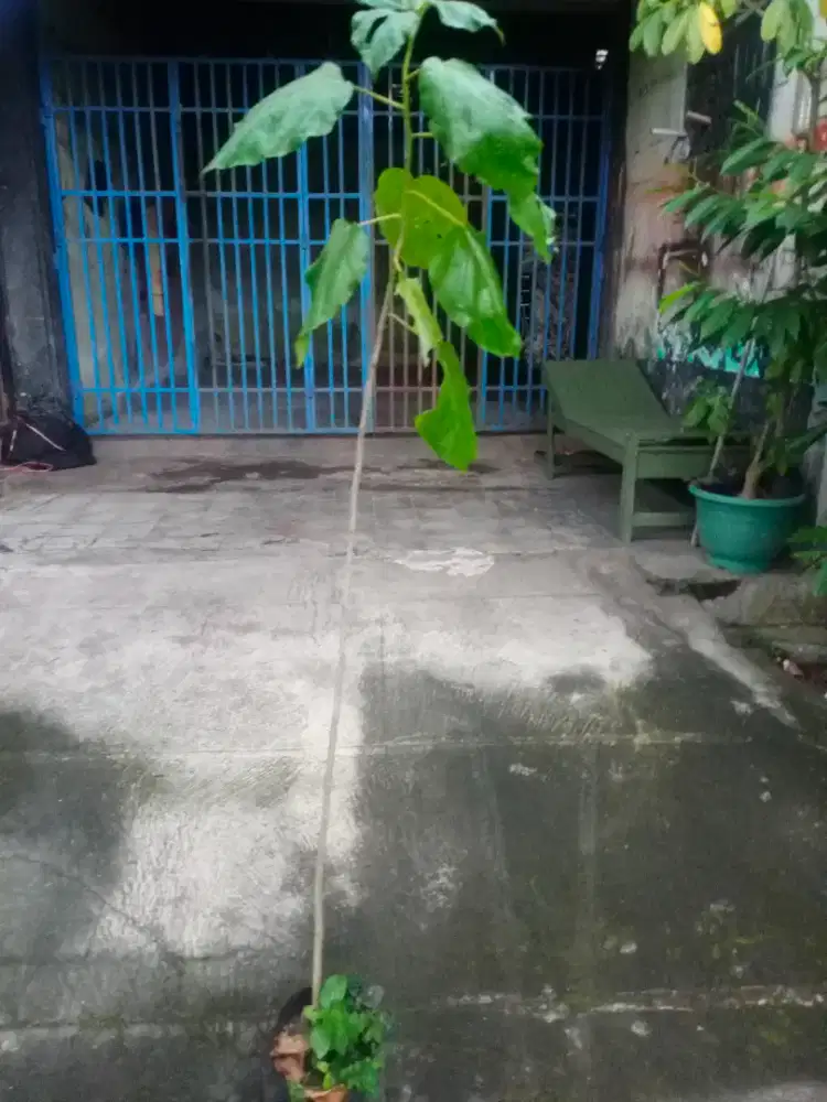 Bibit pohon kalimosodo