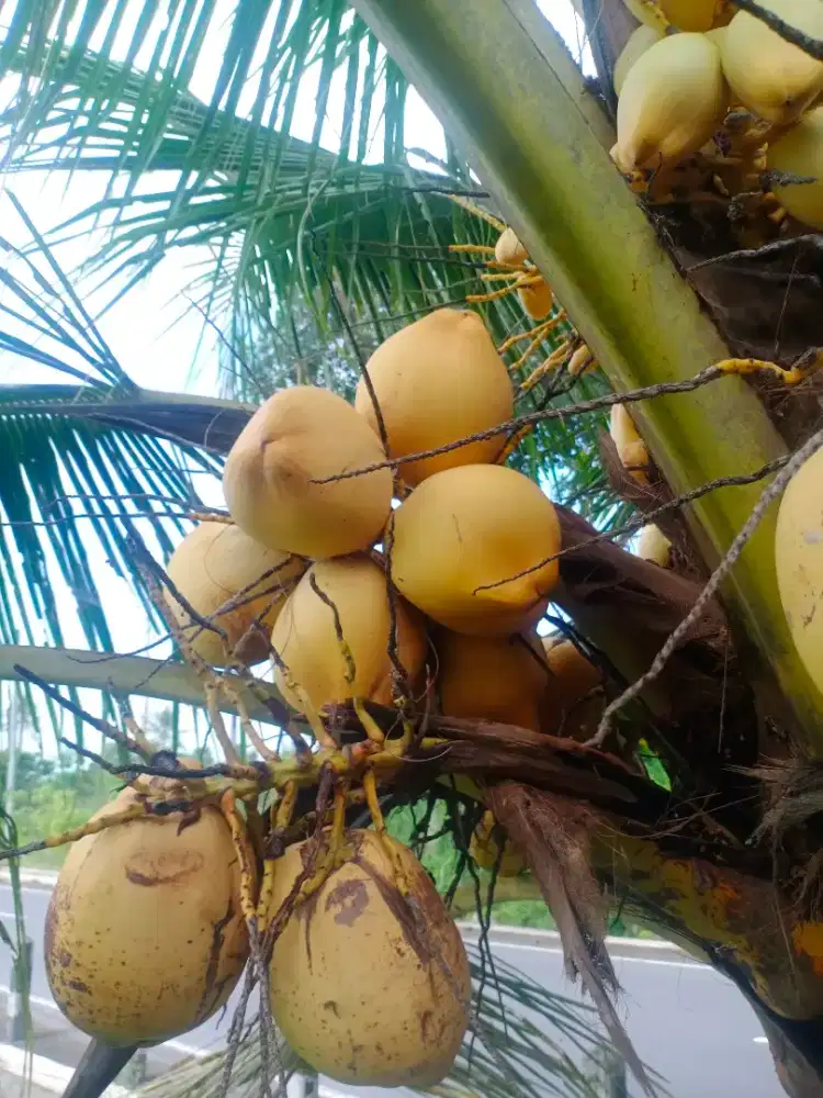 Kelapa gading kuning