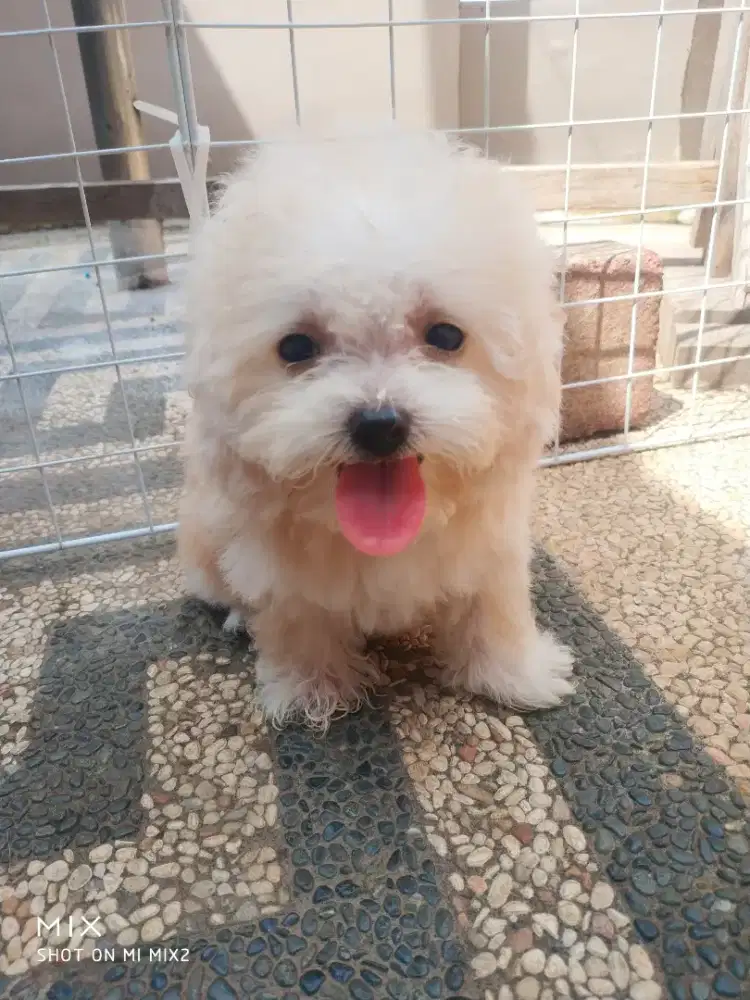 Jual anakan Tiny Poodle