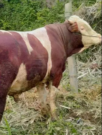 cicilan 5jt/bln 7x sapi limosin 500kilo timbang riil siap kurban 2026