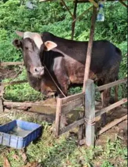 cicilan 5jt/bln 7x sapi qurban limosin 500kiloan timbang riil rawatan