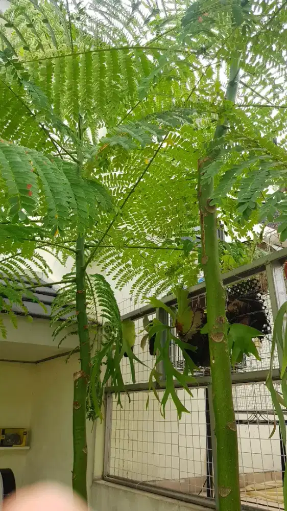 Tanaman hias pohon pakis brazil