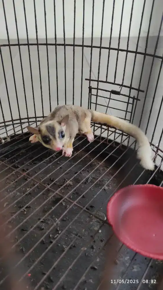 Dijual Sugar Glider Mozaik, area Wisata Bukit Mas Srbaya