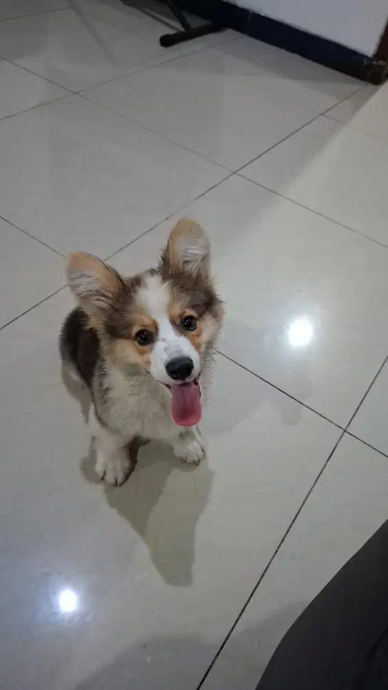 dijual anakan corgi