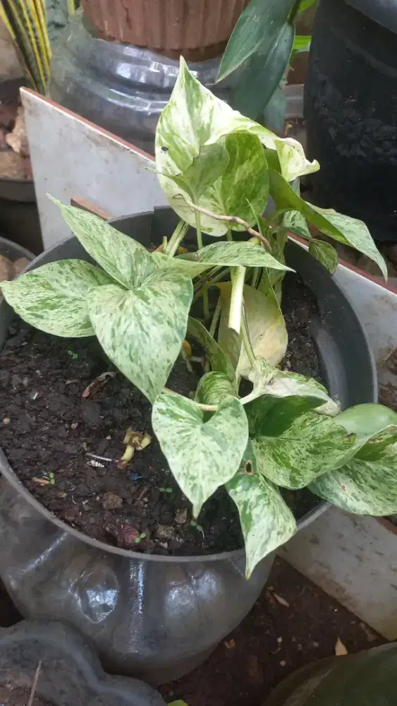 Sirih Belanda (Marble Queen)