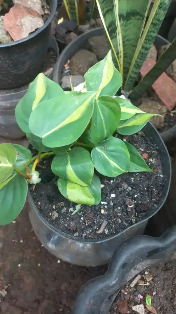 Sirih Gading (Heartleaf Philodendron Brasil)