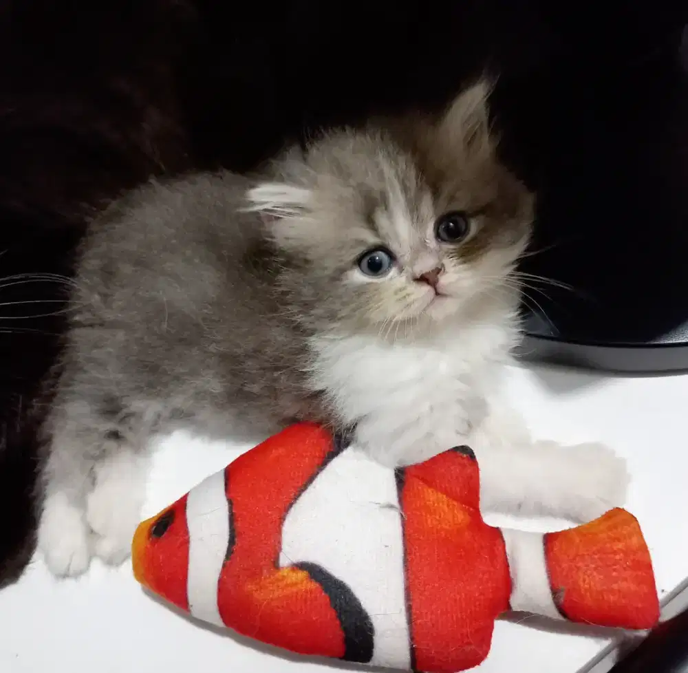 Kitten BETINA flatnose, NAWAR SKIP