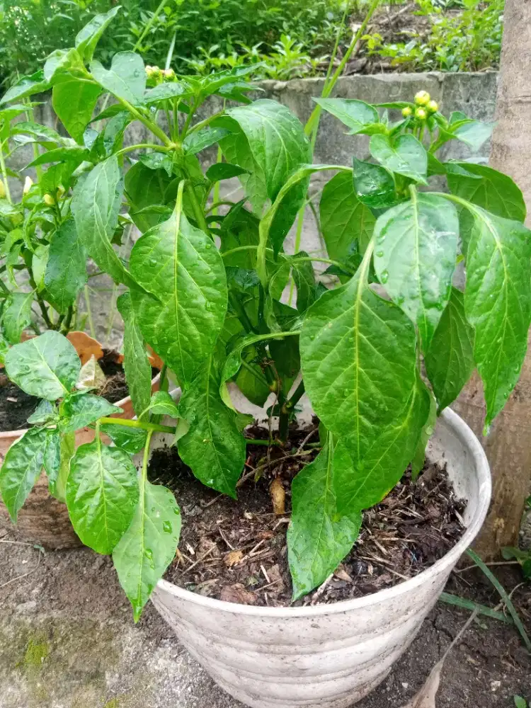 POHON CABE RAWIT BERBUNGA BERBUAH POHON/TANAMAN CABE RAWIT